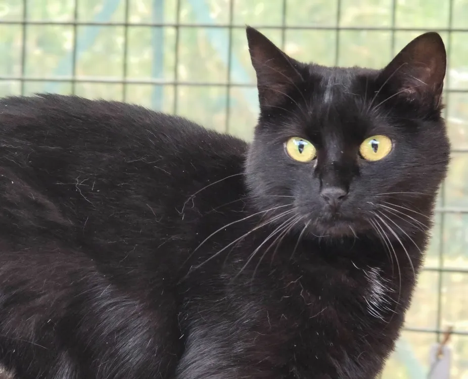 À l'adoption : Palisse