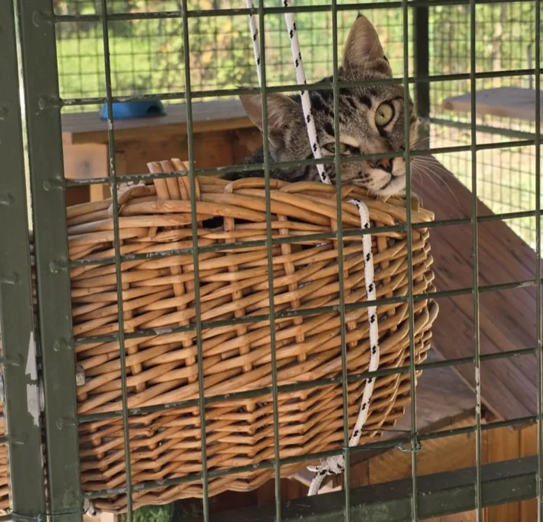 À l'adoption : Vega