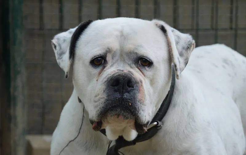 À l'adoption : Chanel Chao