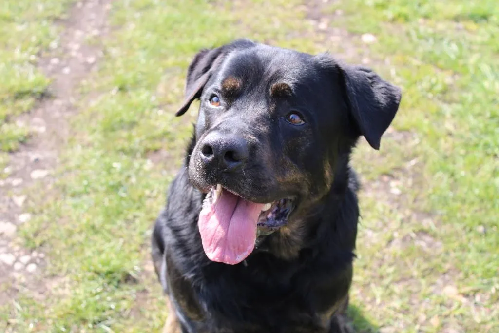 À l'adoption : Falko