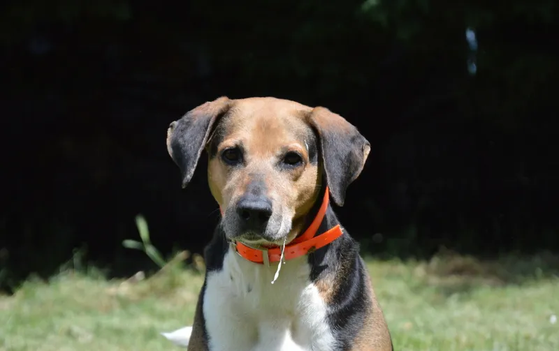 À l'adoption : Kalou Chao
