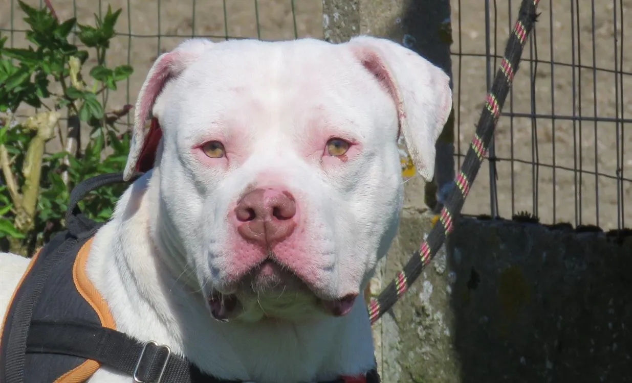 À l'adoption : Olaf