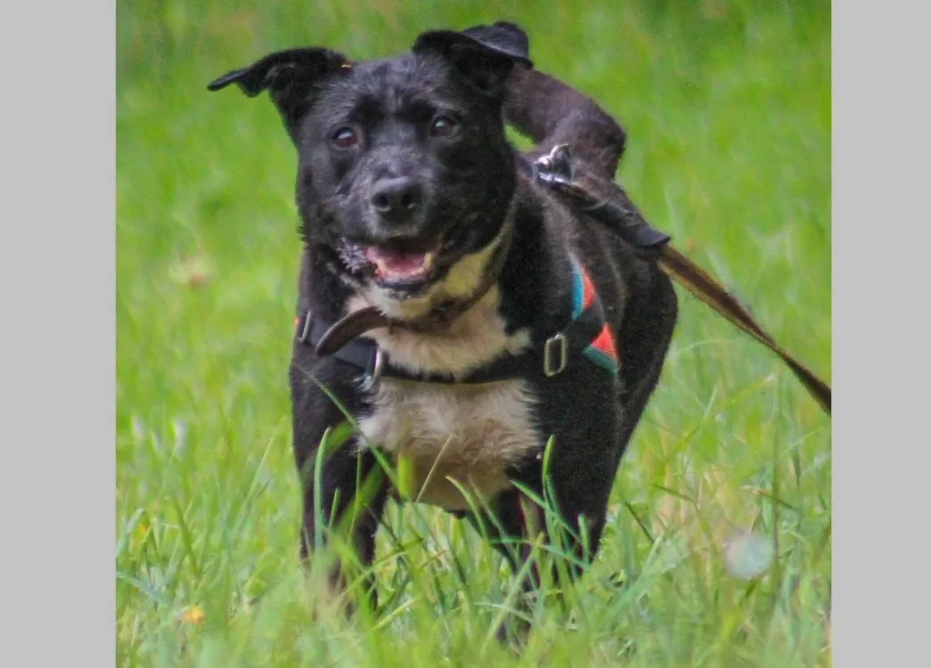 À l'adoption : Fybie