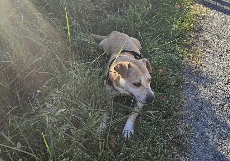 À l'adoption : Paulette