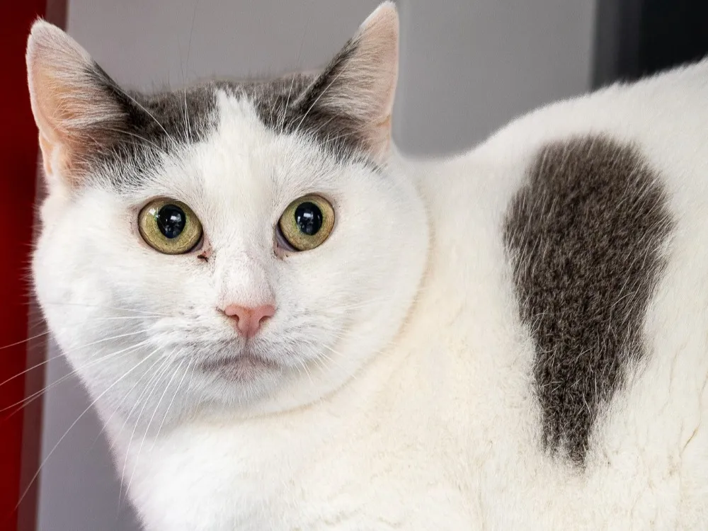 À l'adoption : Camila