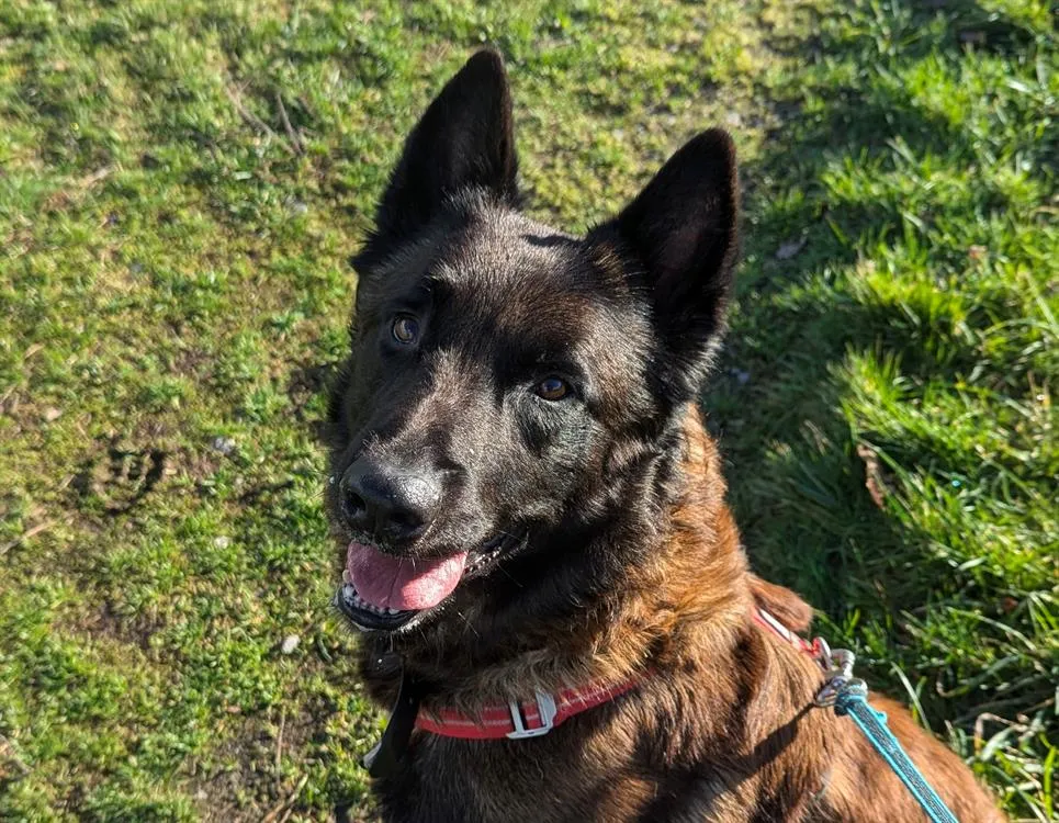 À l'adoption : R'Gibbs