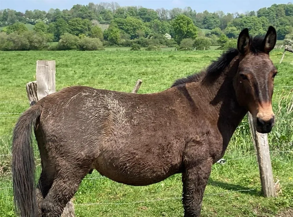 À l'adoption : Frelon