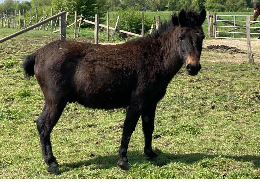 À l'adoption : Lutin