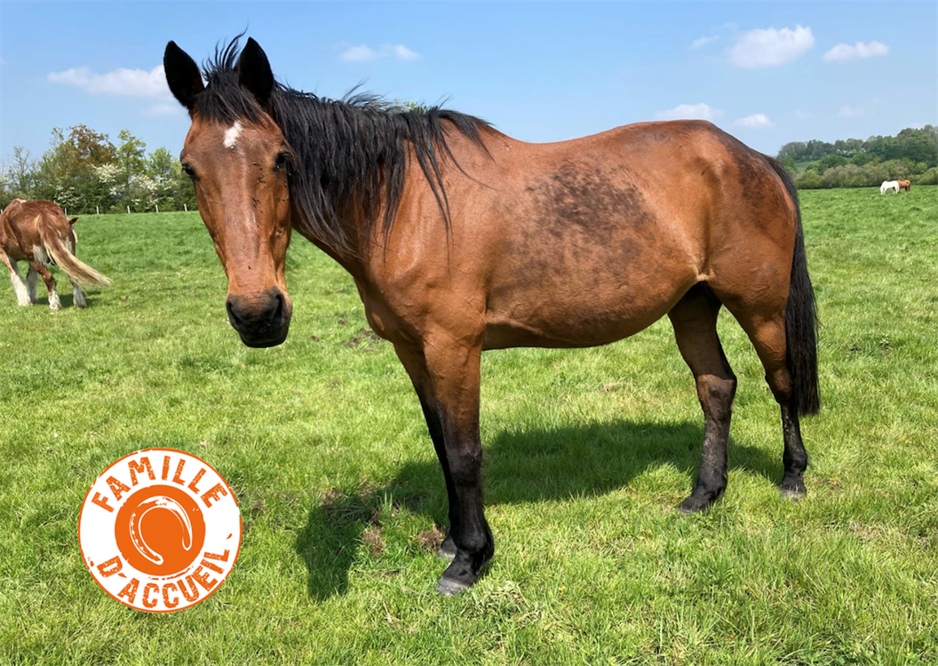 À l'adoption : Melusine