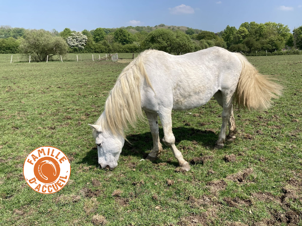 À l'adoption : Nais