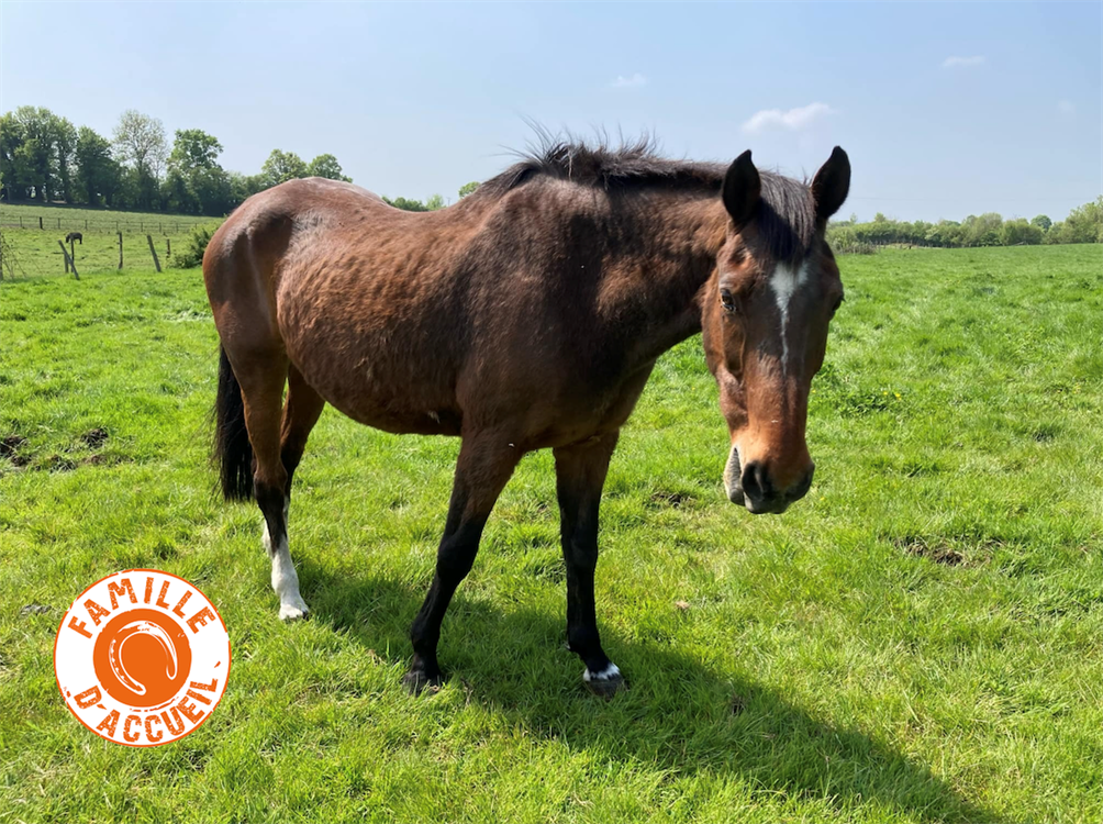À l'adoption : Tcha Tcha De Belnoe