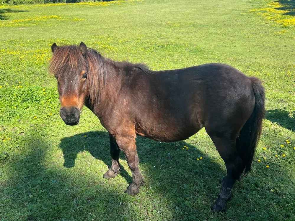 À l'adoption : Emma