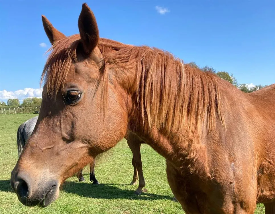 À l'adoption : Halwah