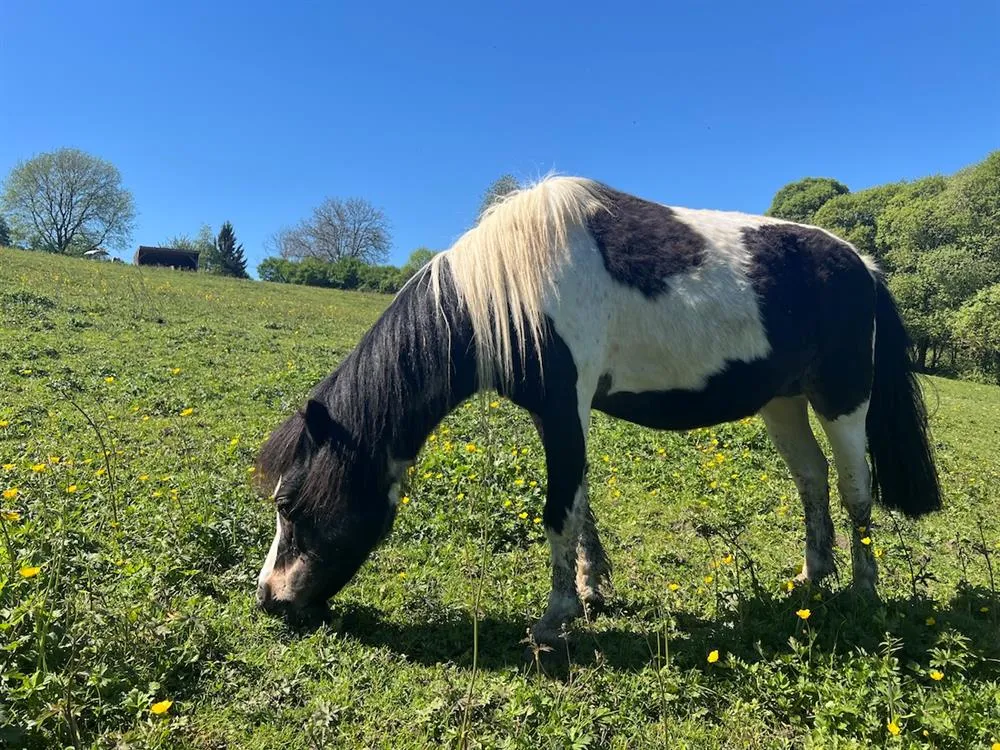 À l'adoption : Milky