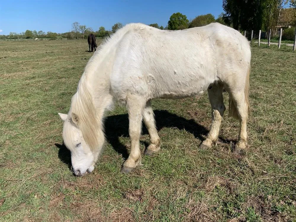 À l'adoption : Pacha Du Plouy