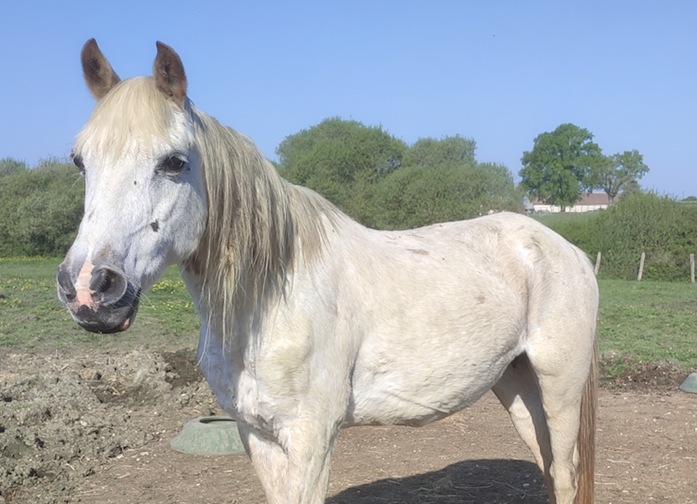À l'adoption : Princesse D'Anger