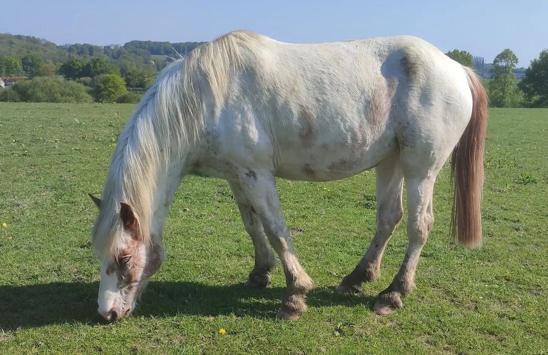 À l'adoption : Rerebe