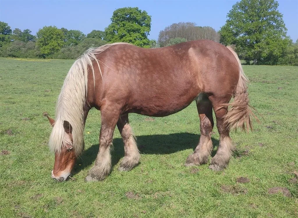 À l'adoption : Quontesse
