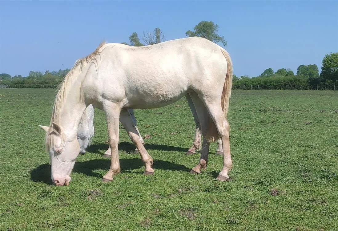 À l'adoption : Viqi Shesh