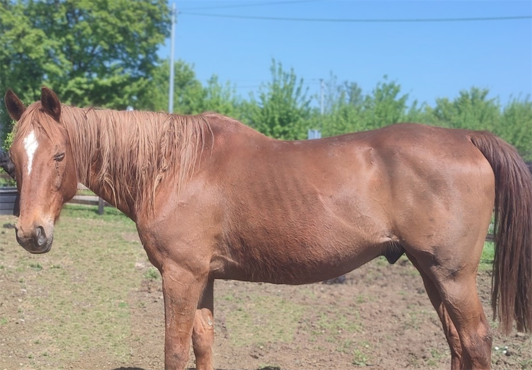 À l'adoption : Union Jack