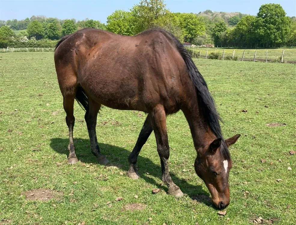 À l'adoption : Tornade De Mun