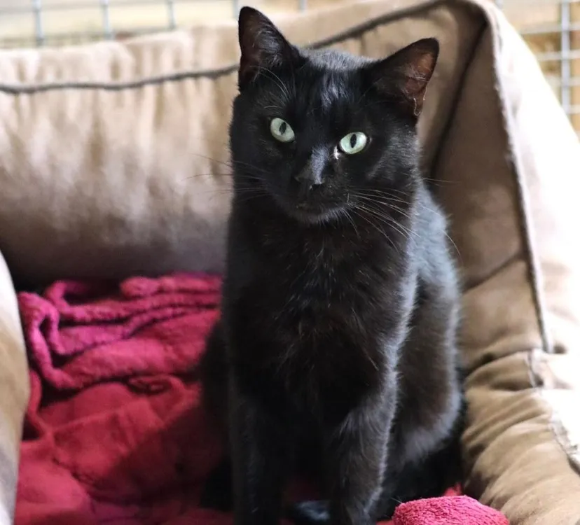 À l'adoption : Cola