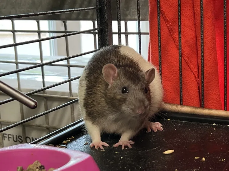 À l'adoption : Gout