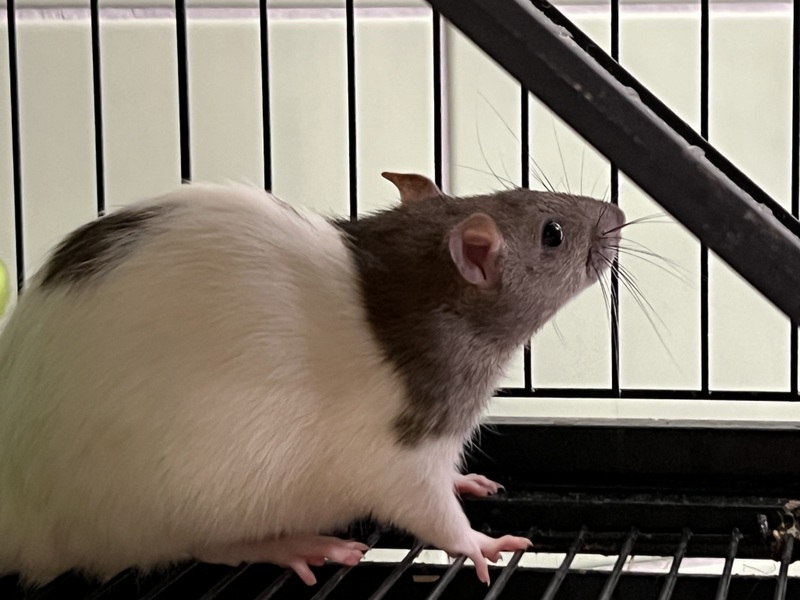 moli