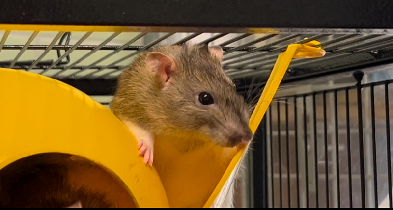 vigote