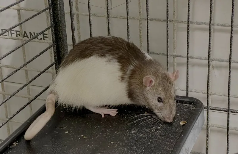 À l'adoption : Diateur