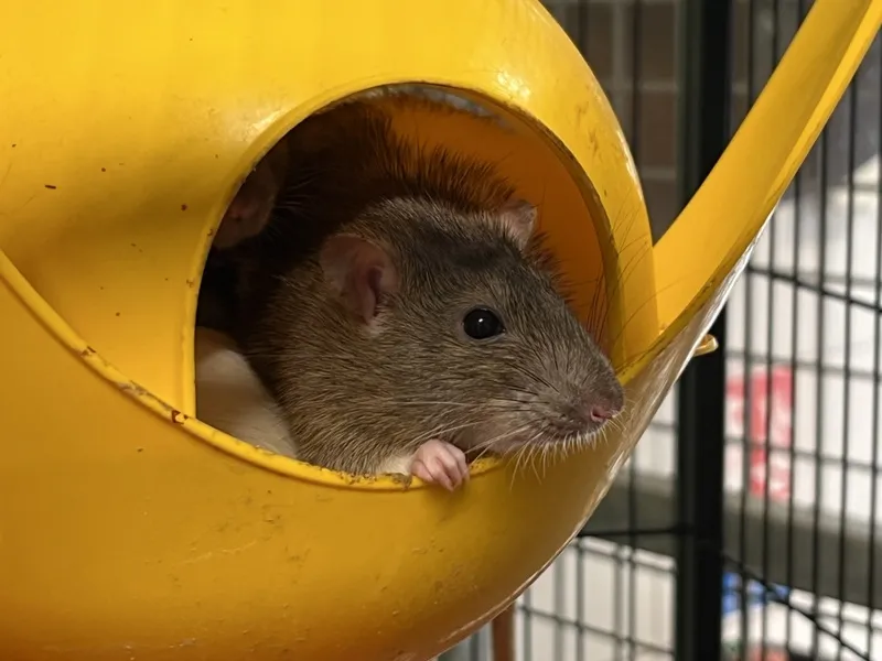 À l'adoption : Violi