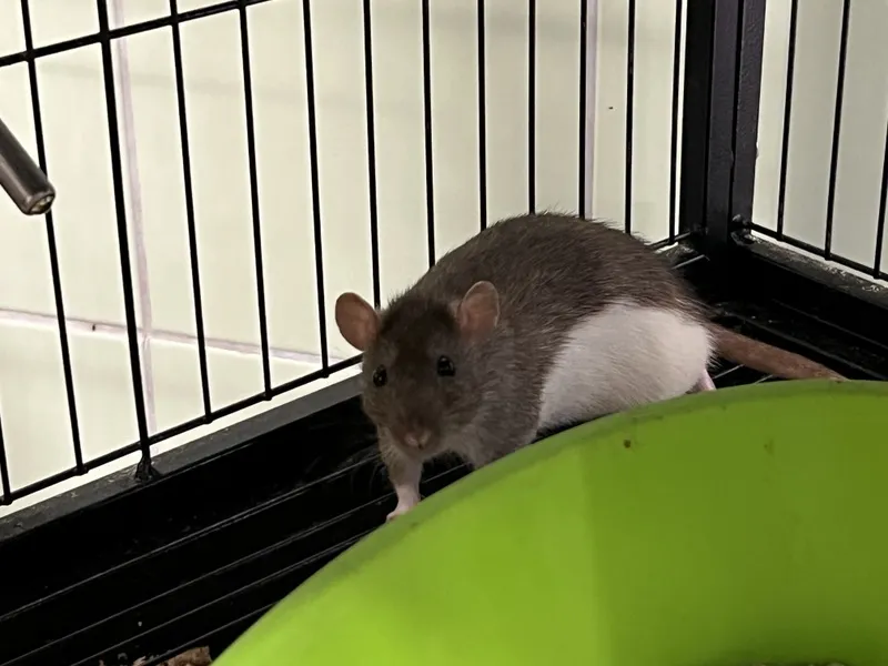 À l'adoption : Dote