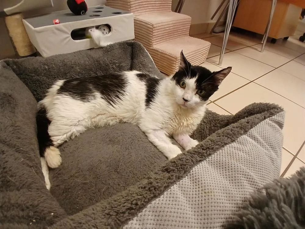 À l'adoption : Paddy