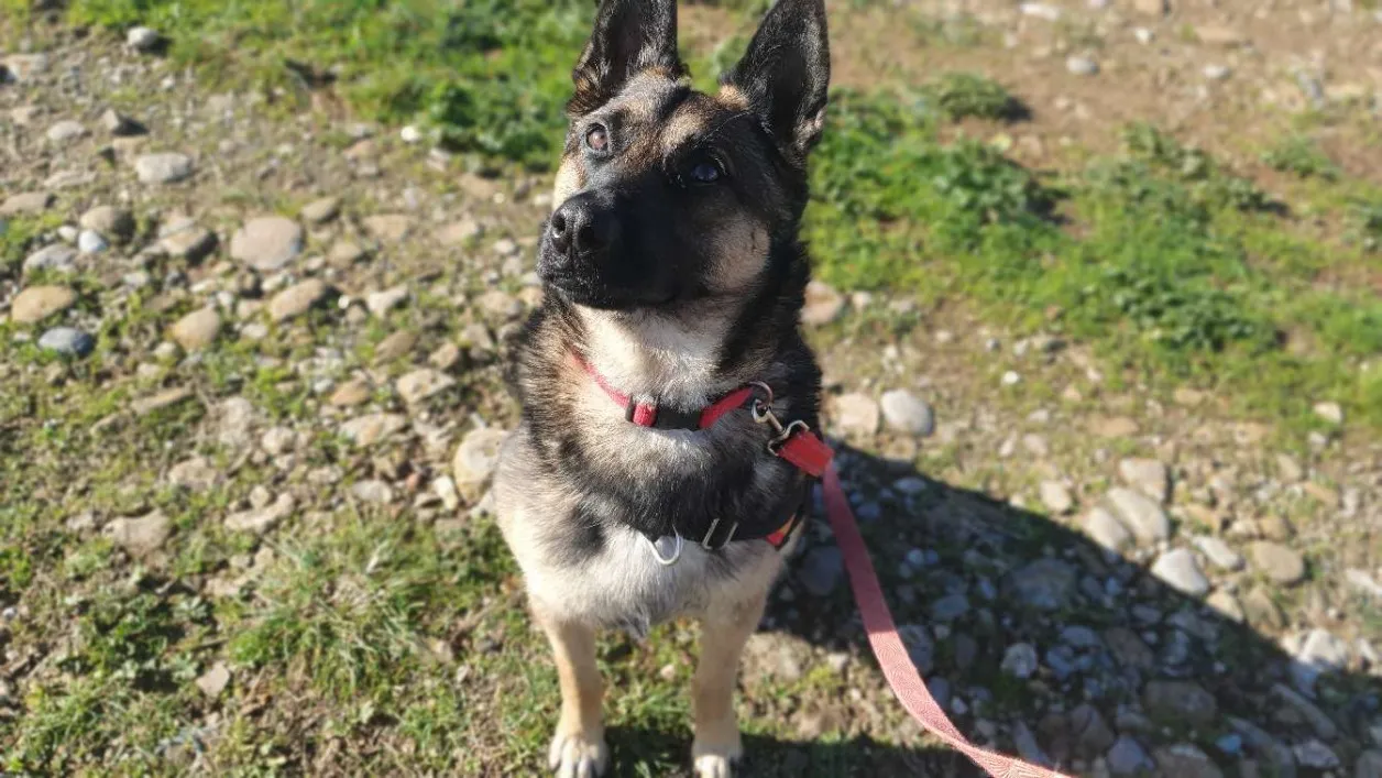 À l'adoption : Perlot