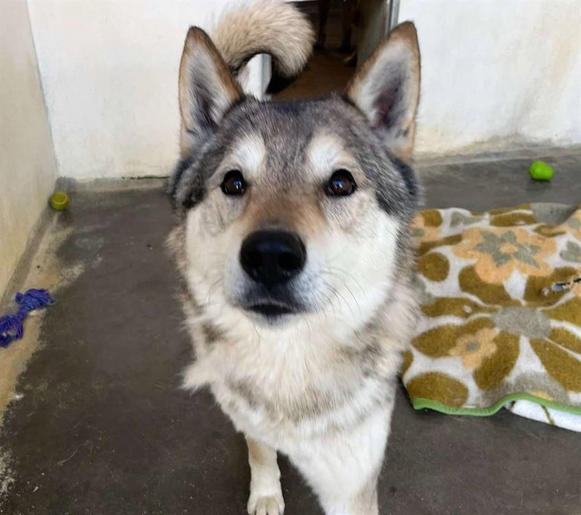 À l'adoption : Jeet