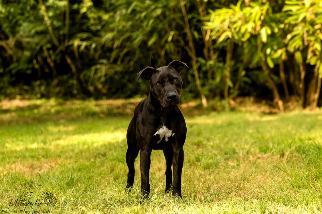 Cassia