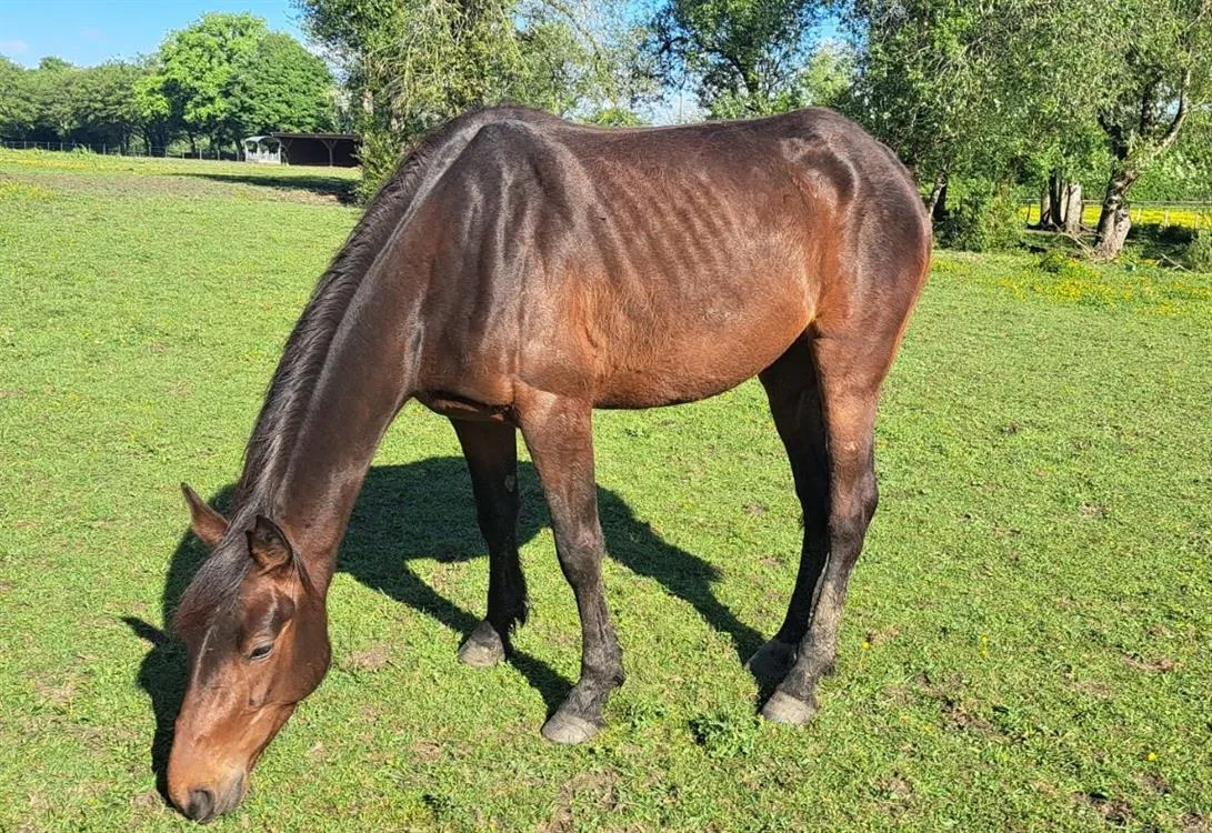 À l'adoption : Loumana Elte