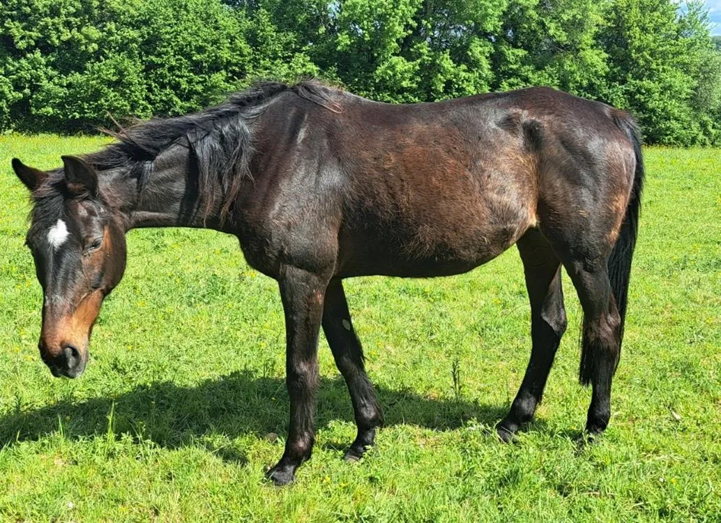 À l'adoption : Sylphide