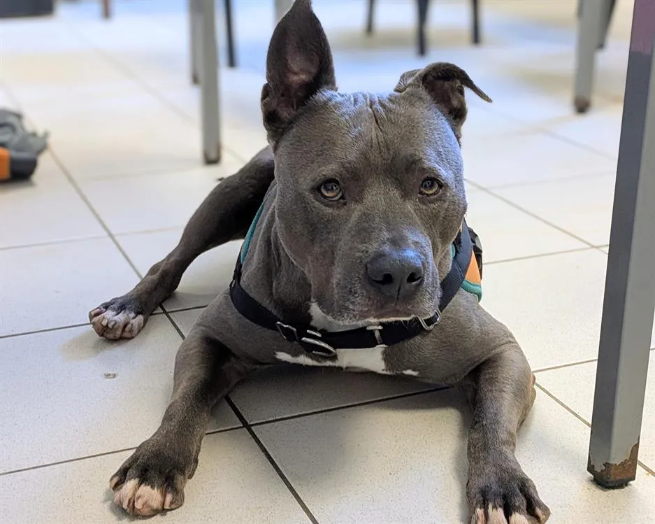 À l'adoption : Tyson