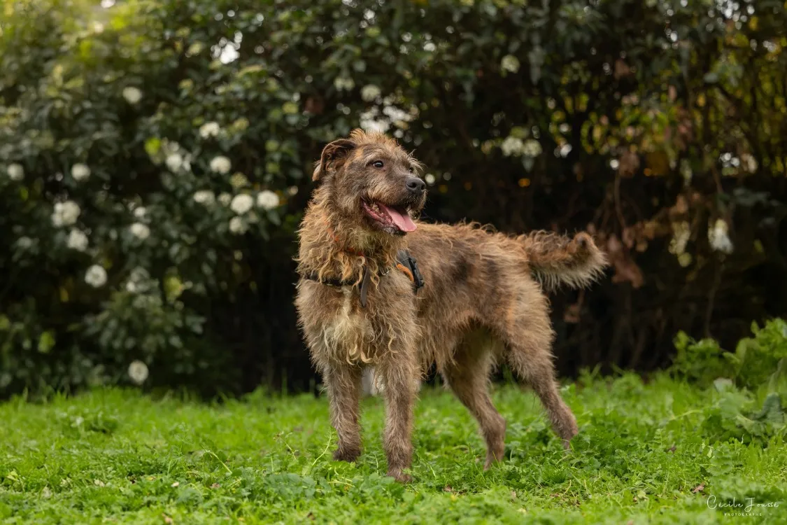 À l'adoption : James