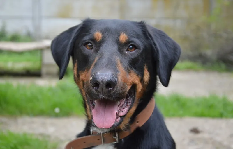 À l'adoption : Sosi