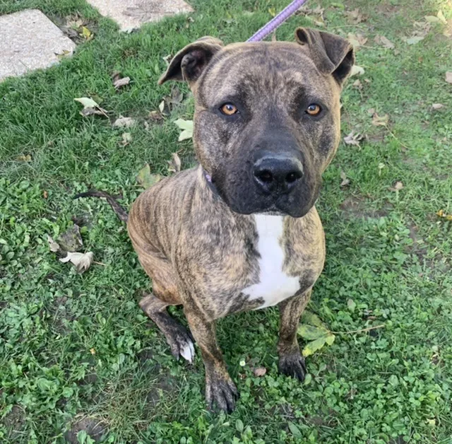 À l'adoption : Ozeille Caa13561