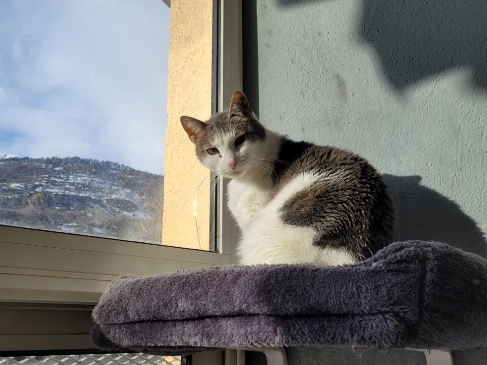 À l'adoption : Aquila     Ctte