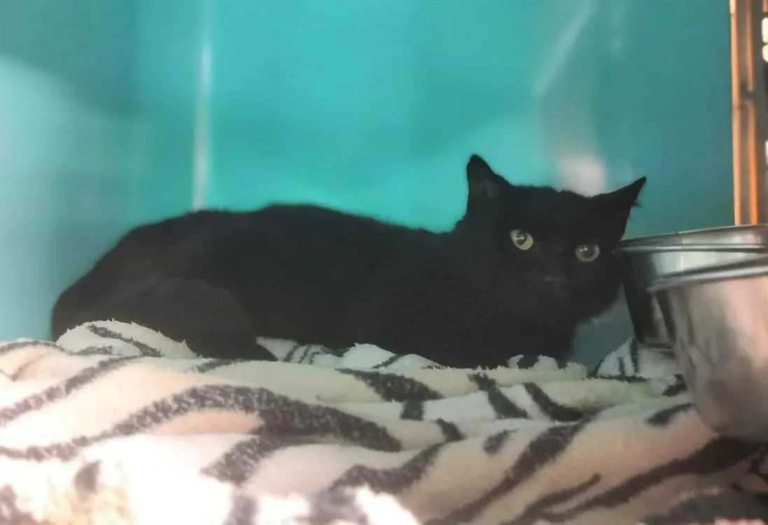 À l'adoption : Batman Ct