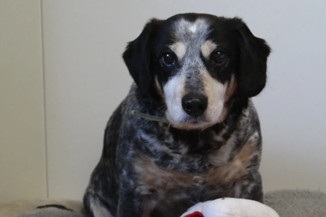 À l'adoption : Inaya