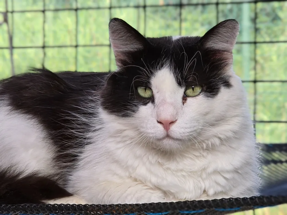 À l'adoption : Calimero