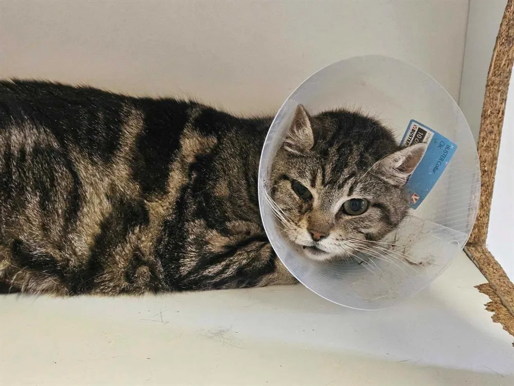 À l'adoption : Moumouss