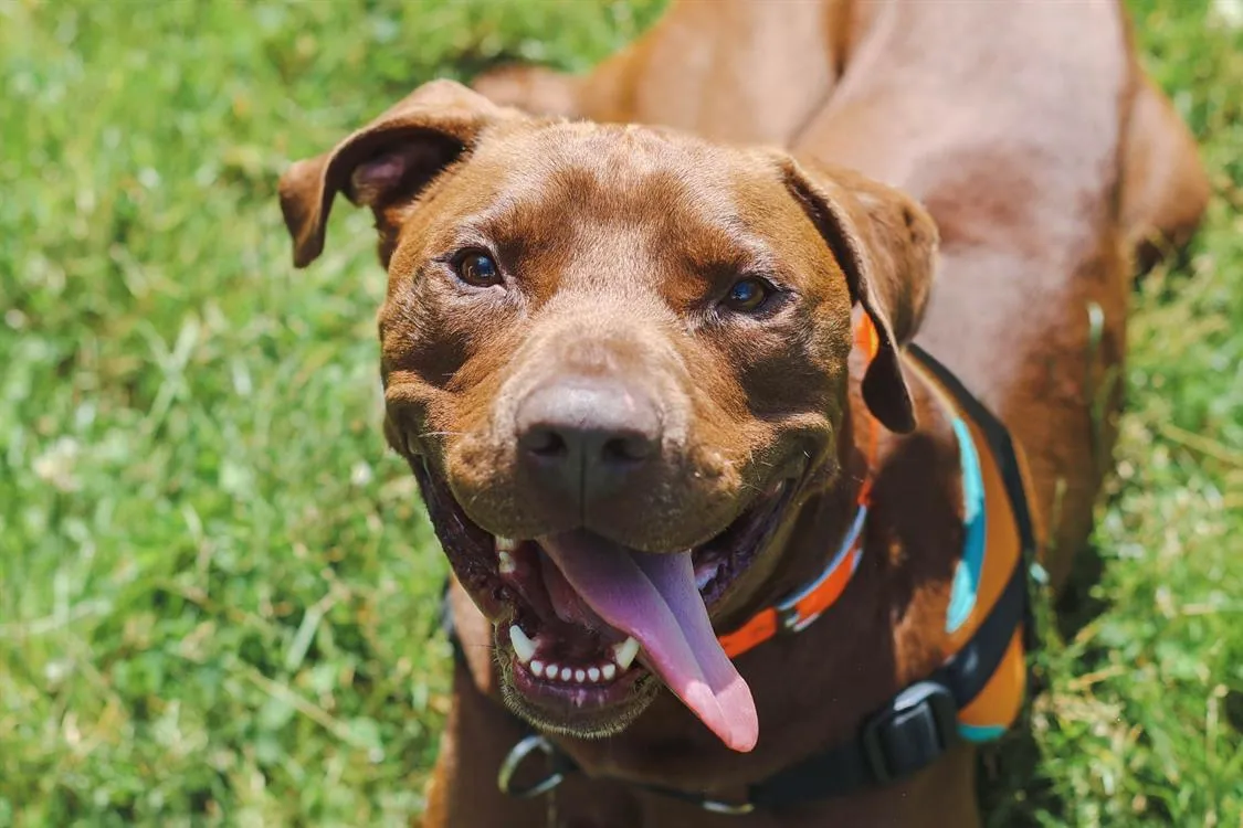 À l'adoption : Choco Haa24525