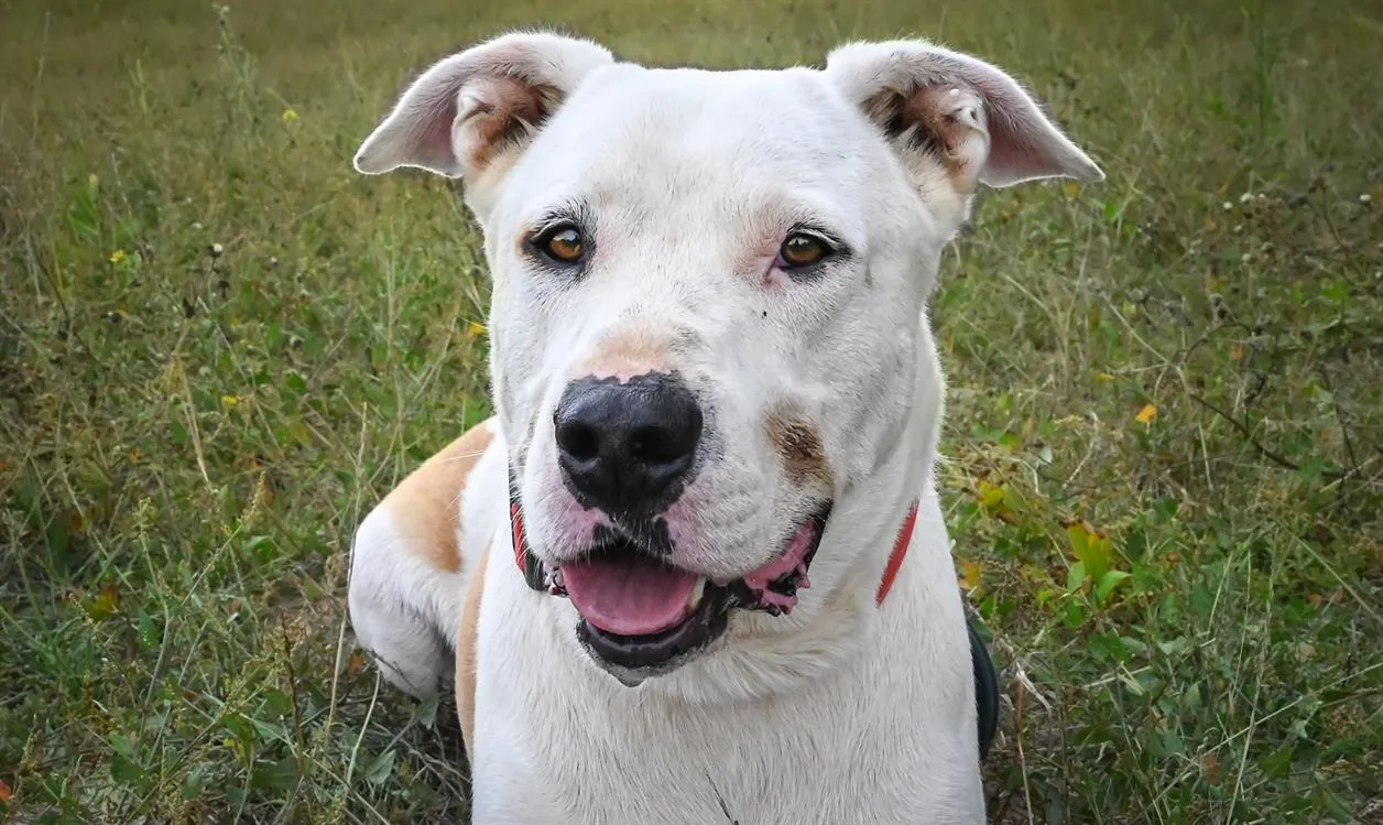 À l'adoption : Titi