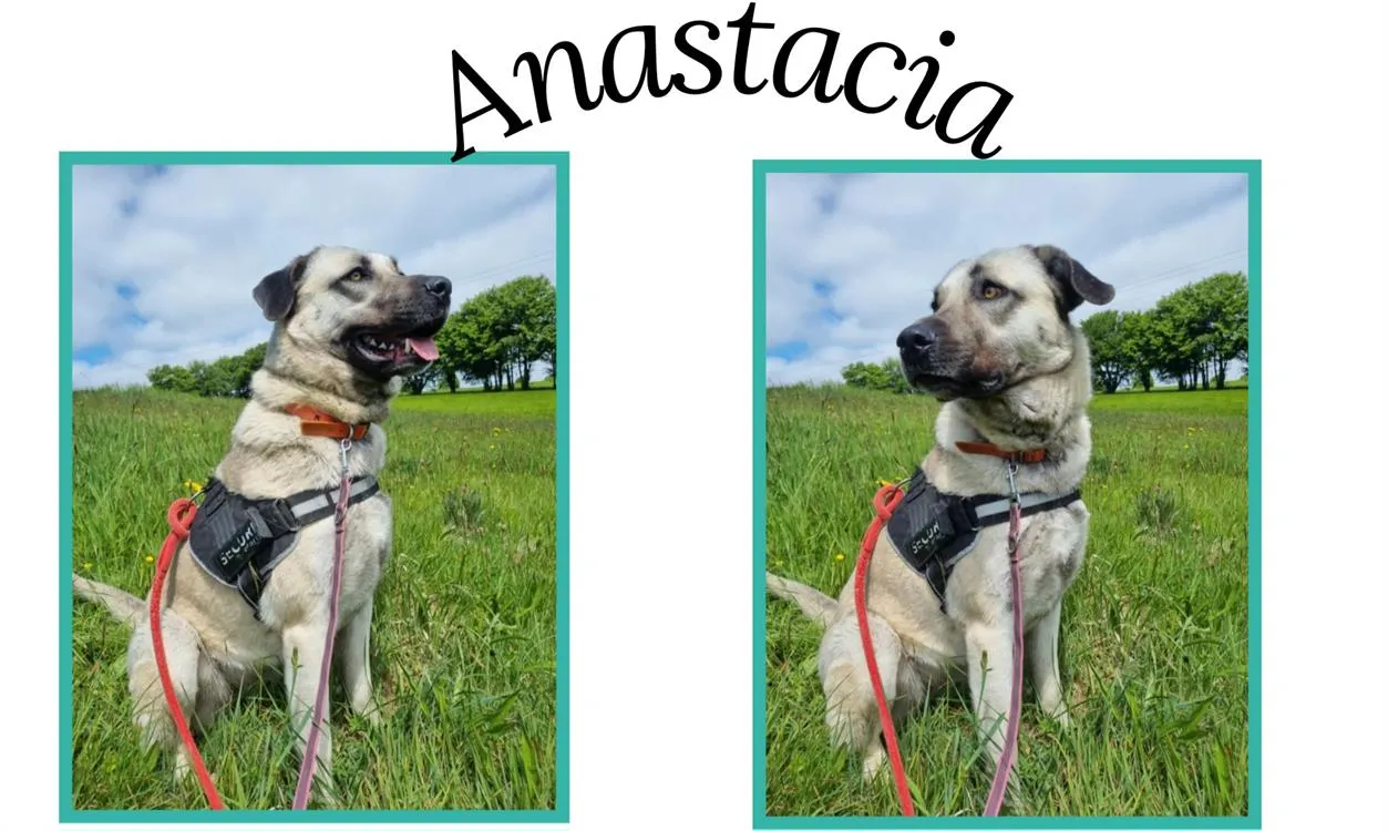 À l'adoption : Anastacia